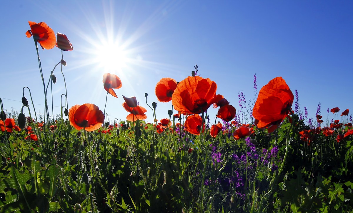 Wildflowers in warm sunlight — a calm, grounding atmosphere