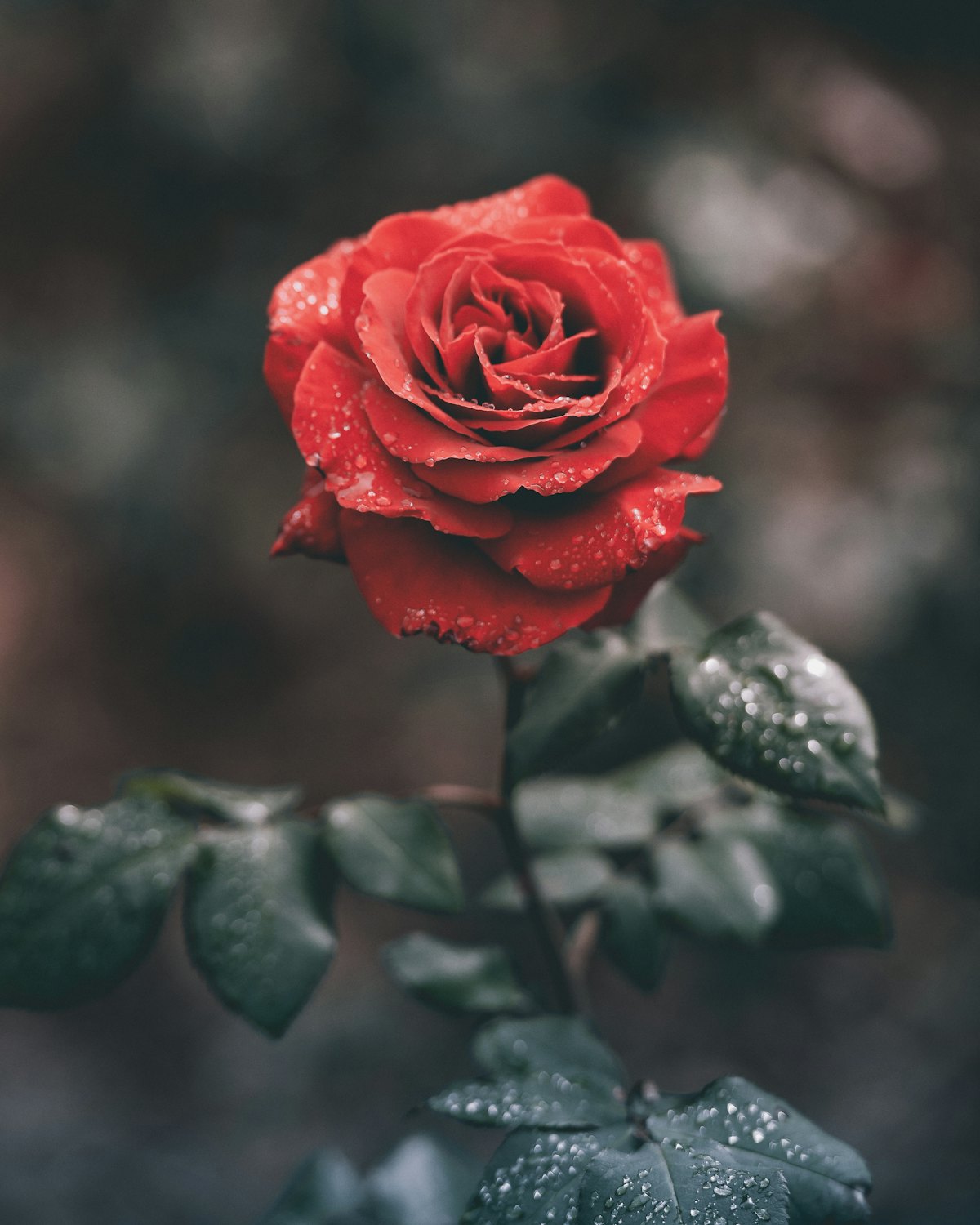 A rose in soft light — a symbol of gentle energy and distance sessions